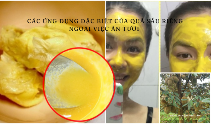 Các ứng dụng đặc biệt của quả sầu riêng ngoài việc ăn tươi 