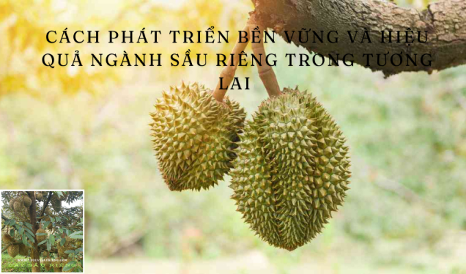 Cách phát triển bền vững và hiệu quả ngành sầu riêng trong tương lai 