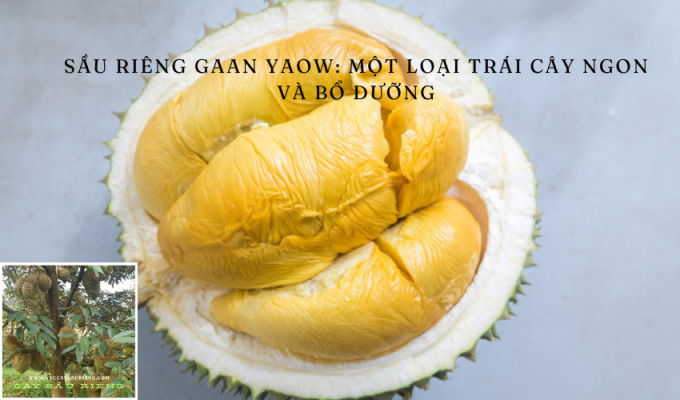 Sầu riêng Gaan Yaow: Một loại trái cây ngon và bổ dưỡng