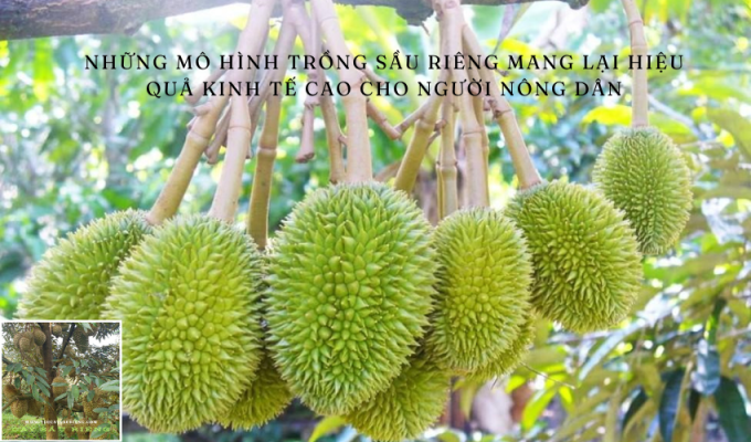 Những mô hình trồng sầu riêng mang lại hiệu quả kinh tế cao cho người nông dân