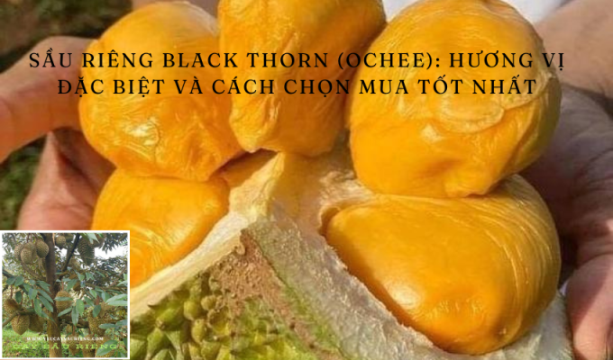 Sầu riêng Black Thorn (Ochee): Hương vị đặc biệt và cách chọn mua tốt nhất