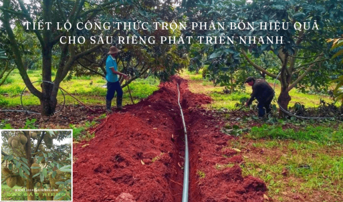 Tiết lộ công thức trộn phân bón hiệu quả cho sầu riêng phát triển nhanh