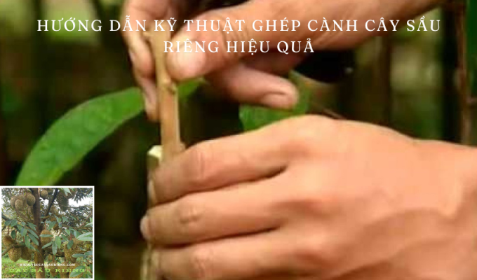 Hướng dẫn kỹ thuật ghép cành cây sầu riêng hiệu quả