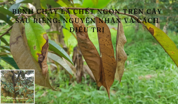 Bệnh cháy lá chết ngọn trên cây sầu riêng: Nguyên nhân và cách điều trị