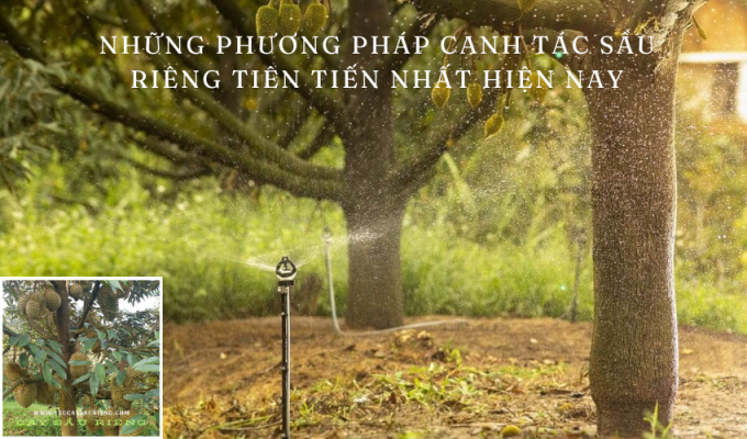 Những phương pháp canh tác sầu riêng tiên tiến nhất hiện nay