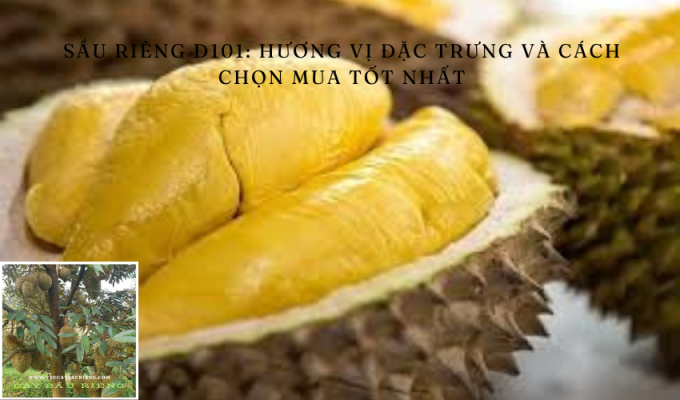 Sầu riêng D101: Hương vị đặc trưng và cách chọn mua tốt nhất