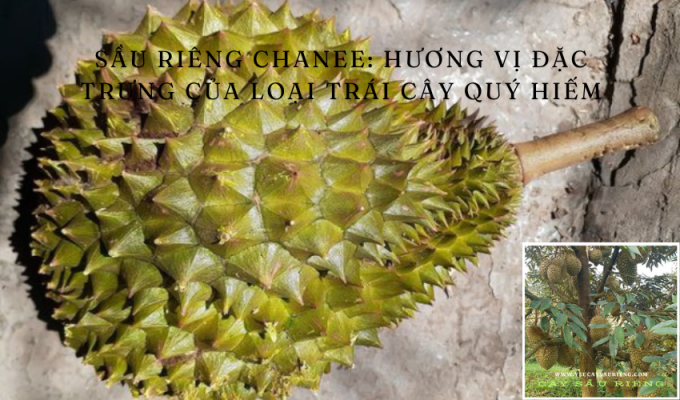 Sầu riêng Chanee: Hương vị đặc trưng của loại trái cây quý hiếm