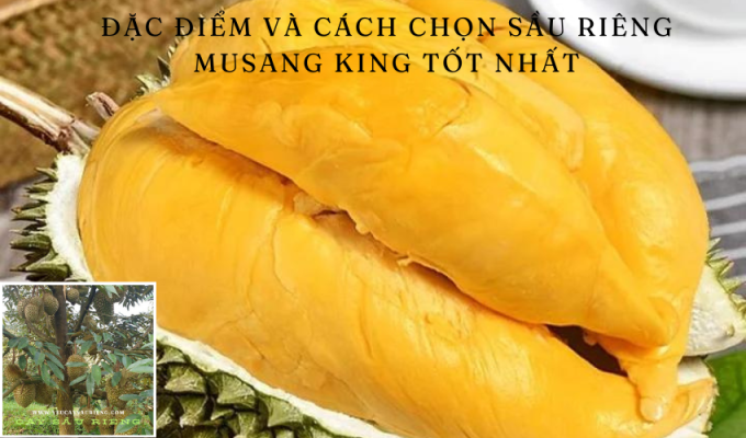 Đặc điểm và cách chọn Sầu riêng Musang King (Mao Shan Wang) tốt nhất