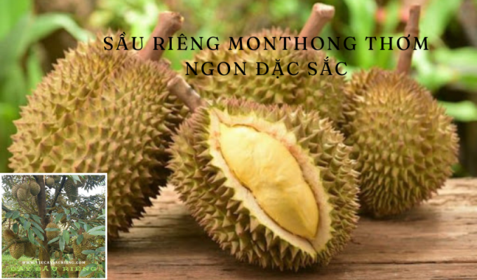 Sầu riêng Monthong thơm ngon đặc sắc