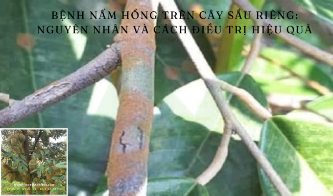 Bệnh nấm hồng trên cây sầu riêng: Nguyên nhân và cách điều trị hiệu quả